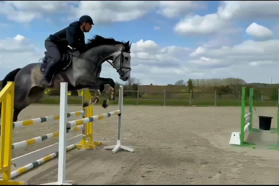 Makkusu of Heritage, a grey stallion, over a yellow and white fence under a spring sky.