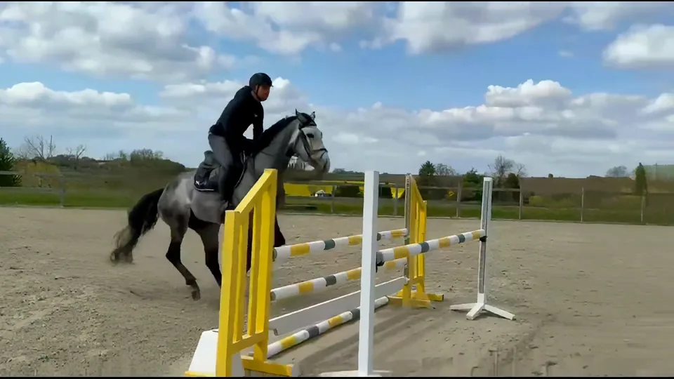 Makkusu of Heritage cantering towards a yellow fence.