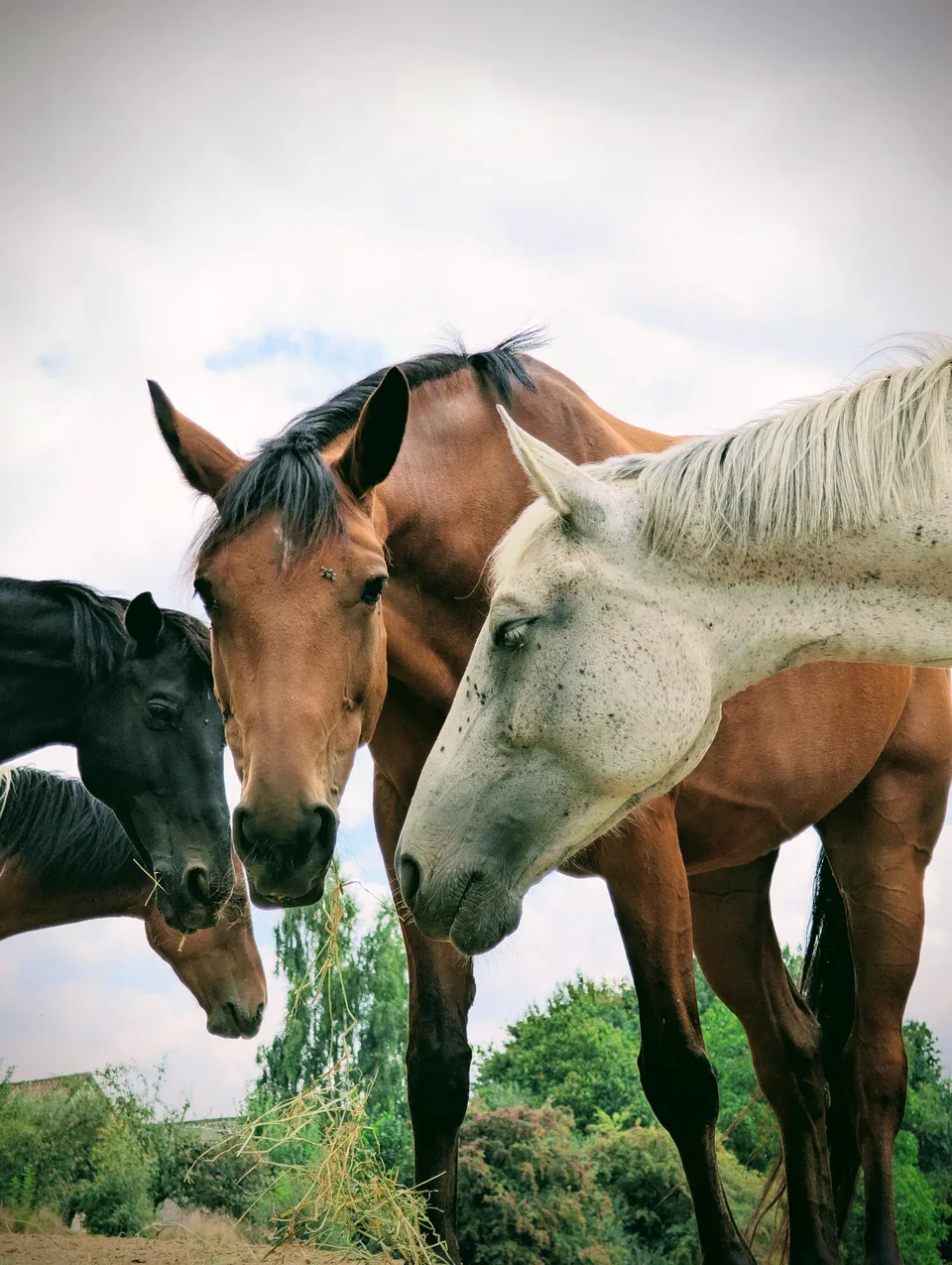 Four horses, black, bay and flea-bitten grey, standing head to head under a cloudy sky.
