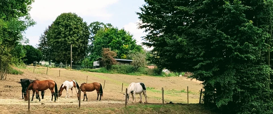 Five horses eat hay in a sloping paddock between tall trees, on a hazy summer day.