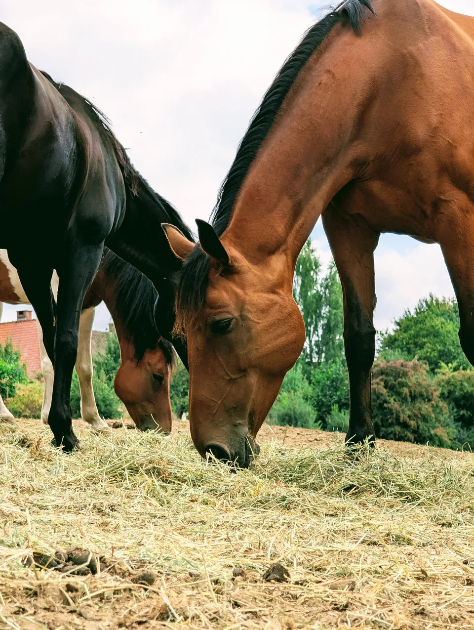 Three horses eat hay off the ground, a bay horse in the foreground.