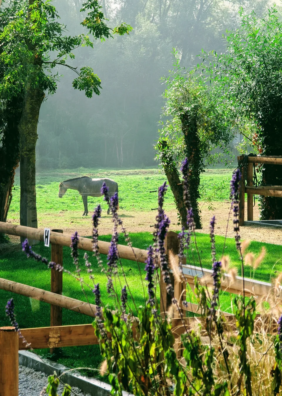 A grey horse grazes in a meadow bathed in morning mist, beyond a wooden rail and purple flowers.