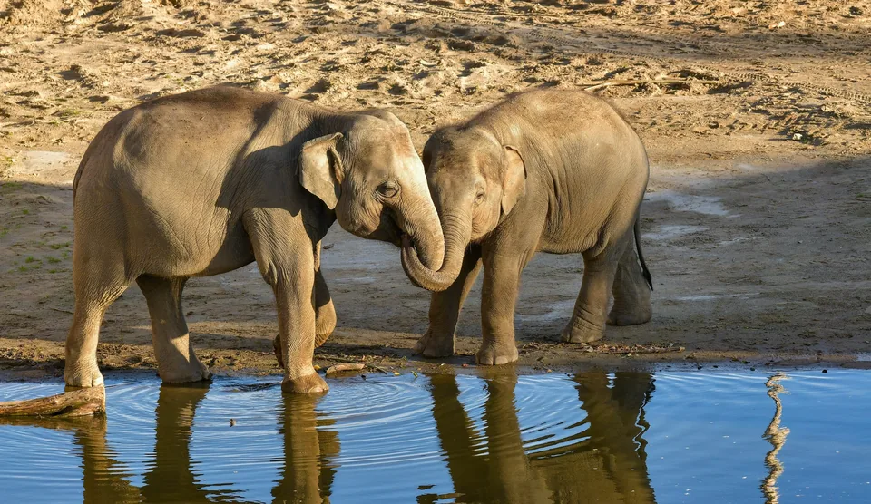 Two Asian elephants touching trunks at the edge of a pool.