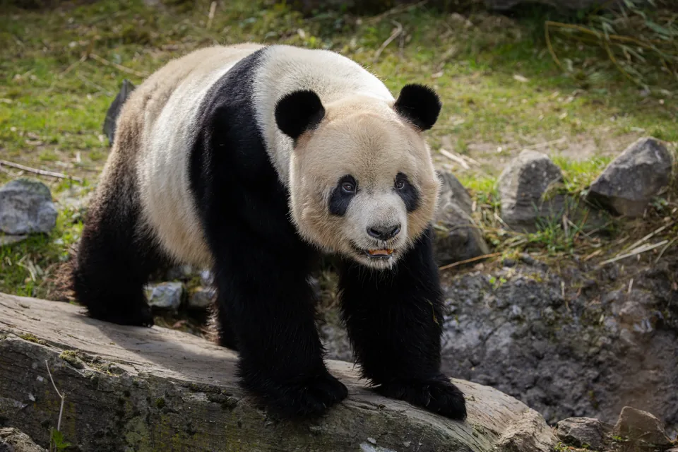A giant panda on a log, in the Middle Kingdom.