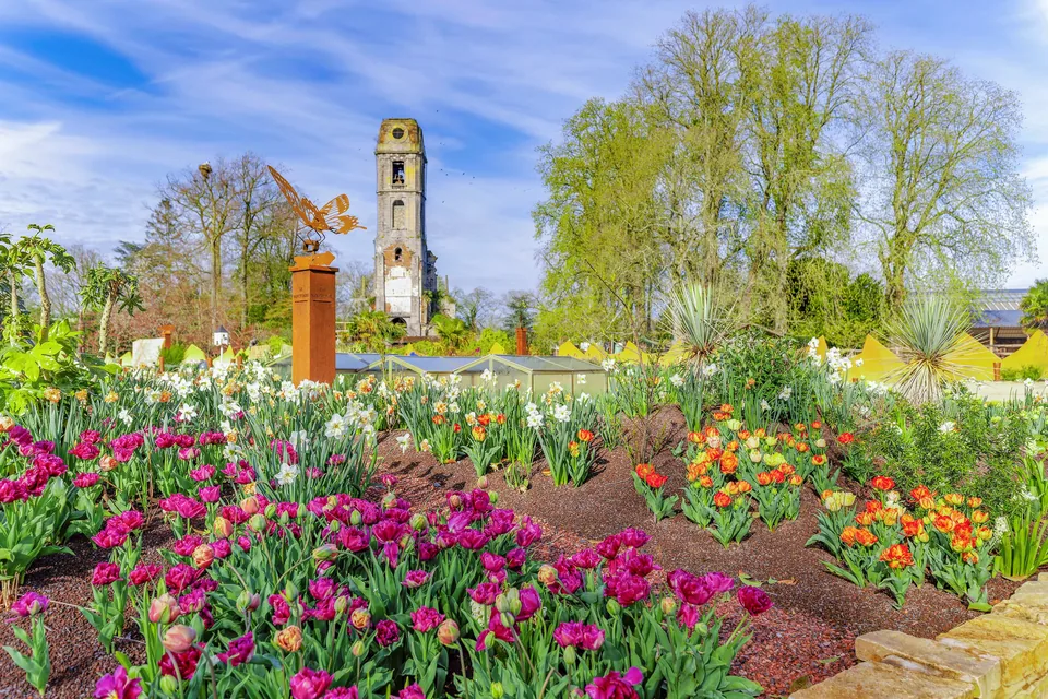 Tulip beds in spring at Cambron-Abbey, the abbey tower in the distance.