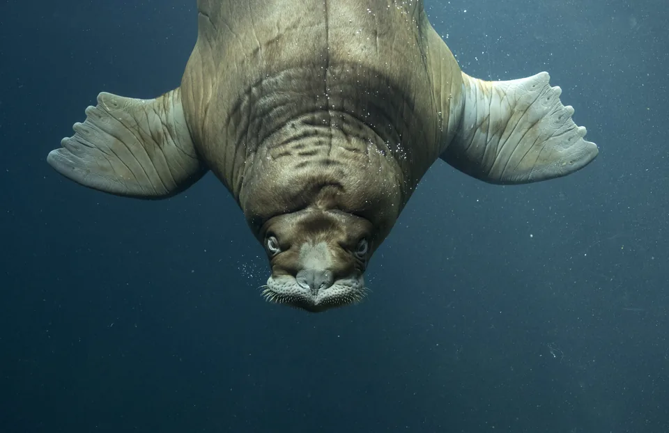 A walrus seen from below, underwater.